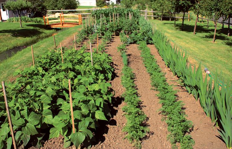 600,000 Garden/Survival SEED CACHE! Non-GMO, HEIRLOOM, USA Vegetable SEEDS!