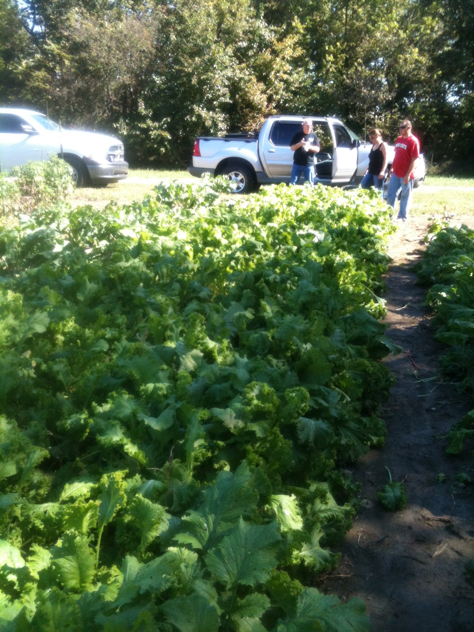 47,000+ Preppers Vegetable Survival Garden Seed Cache "101 Varieties with Herbs!