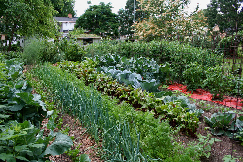 47,000+ Preppers Vegetable Survival Garden Seed Cache "101 Varieties with Herbs!