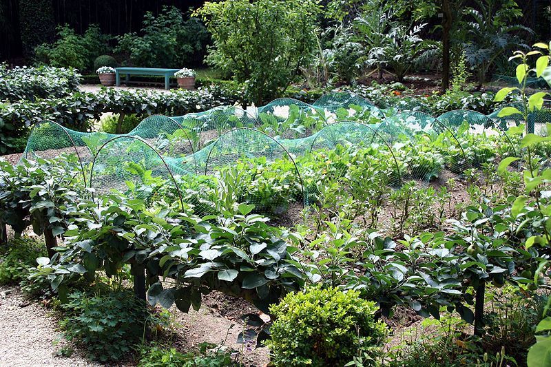 22,000+ Heirloom Vegetable Seeds Emergency Preppers Survival/Garden Seed Cache 50 Variety